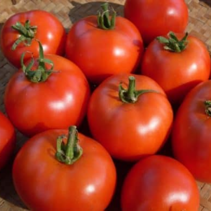 Early Willamette Tomato Main Image